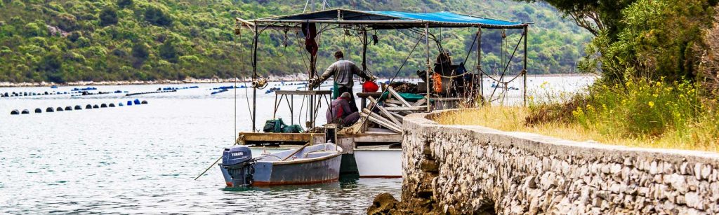 Oyster harvest and seafood picnic in Ston