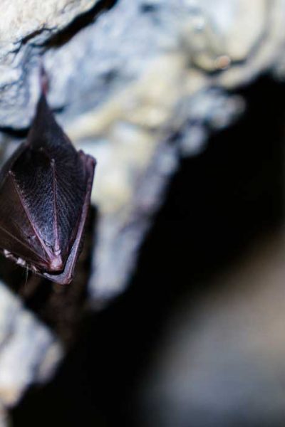 Cave bat