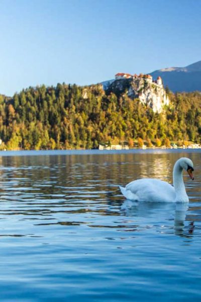 Swan at lake Bled