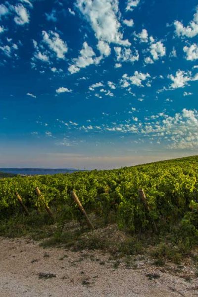 Babe vineyard overlooking Kastela