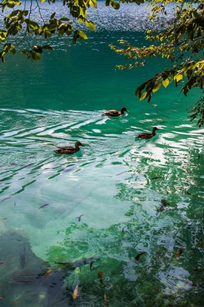 Plitvice Lakes are known for its fauna and the turquoise waters
